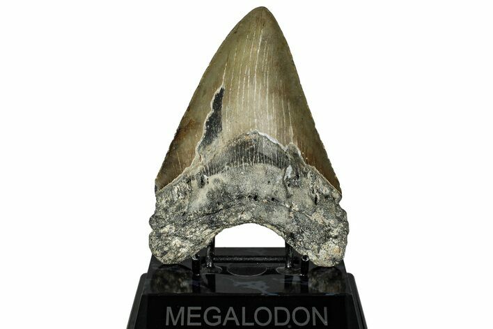 Fossil Megalodon Tooth - North Carolina #328328
